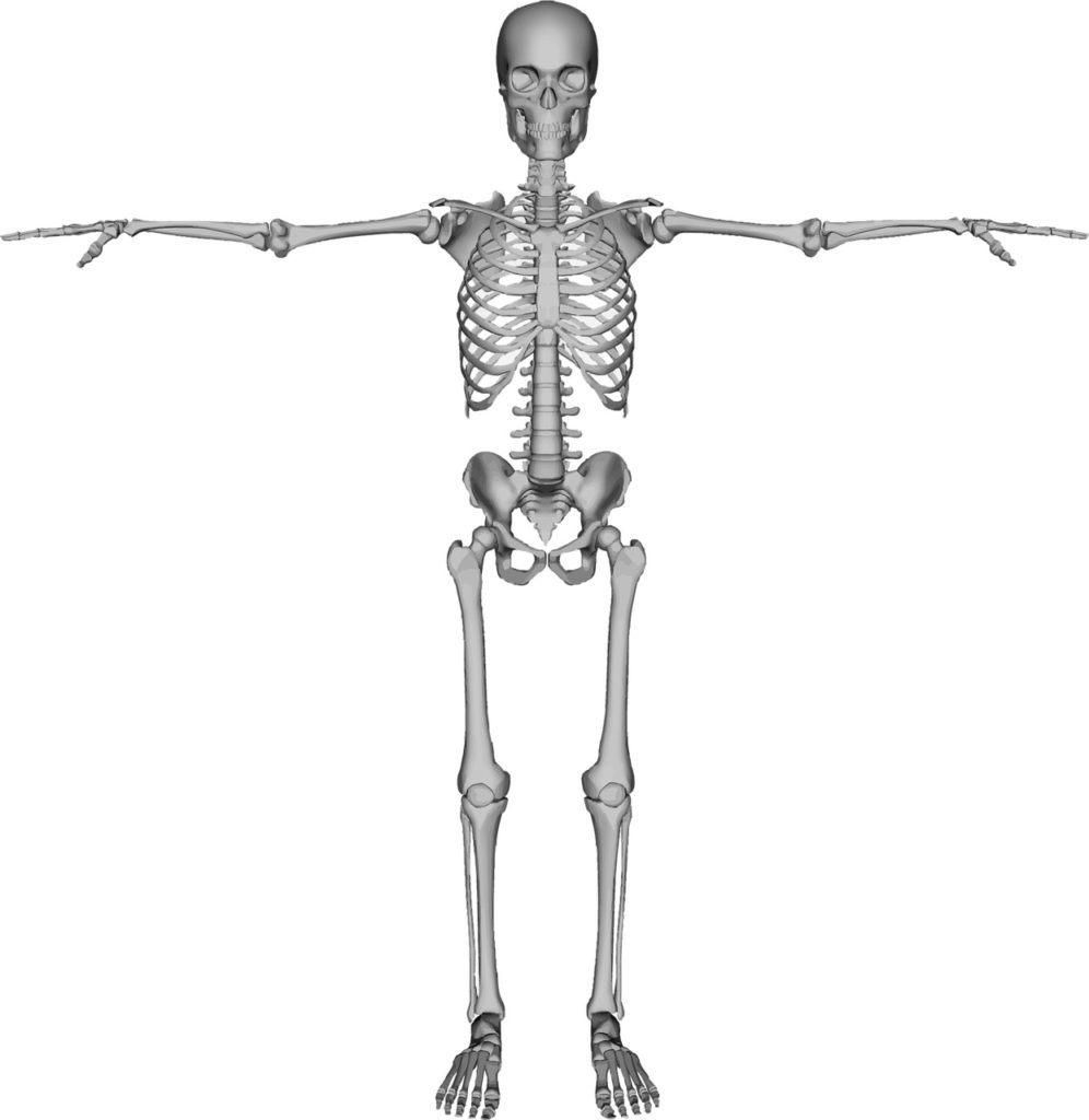 how-many-bones-are-in-the-human-body-facts-in-brief